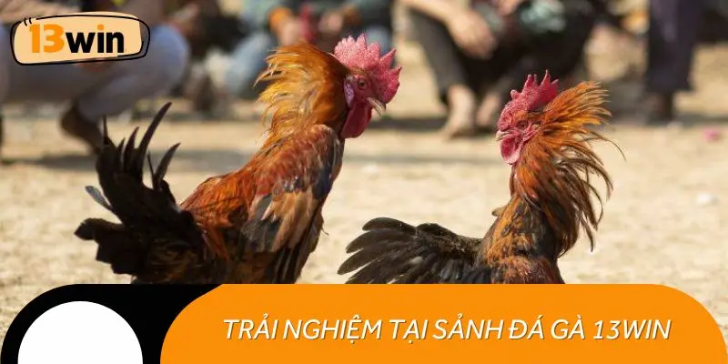Trải nghiệm đỉnh cao tại sảnh đá gà 13WIN kịch tính từng phút giây.