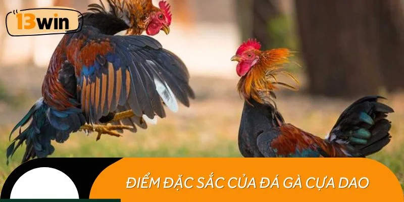 Những điểm đặc sắc khiến đá gà cựa dao luôn lôi cuốn