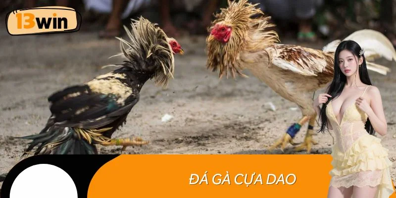 Đá gà cựa dao