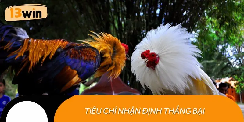 Tiêu chí nhận định thắng bại trong đá gà cựa sắt